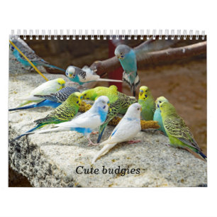 Cute BUGgies - bilder av små fåglar Kalender