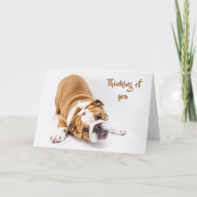 Cute Bulldog, du tänker