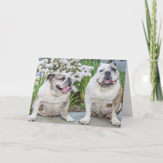 Cute Bulldog Grattis på födelsedagen Personlig Kort (Framsida)