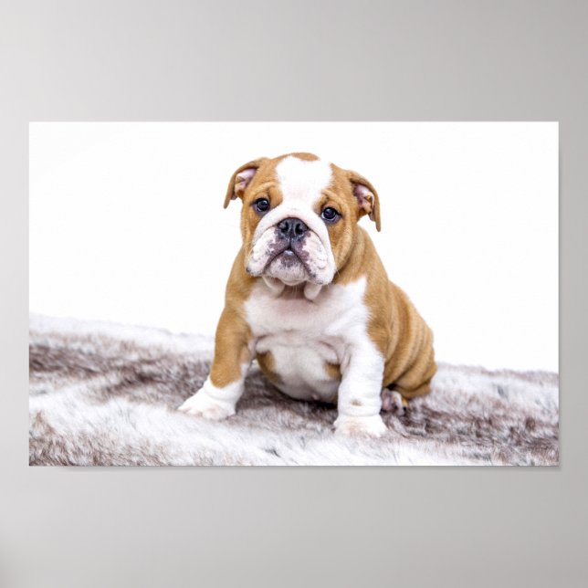 Cute Bulldog Puppy Poster (Framsidan)