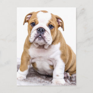 Cute Bulldog Puppy Sitta Down Vykort