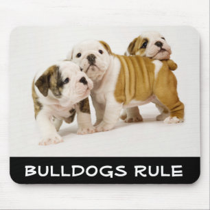 Cute Bulldog Rule Puppy Hundar spelar Moussepad Musmatta