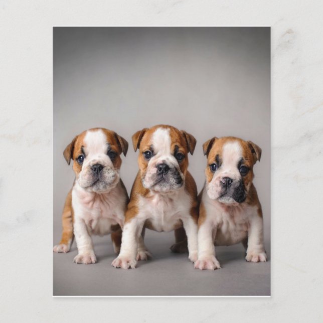 Cute Bulldog-valpar | Hundälskare Gift Flygblad (Framsidan)