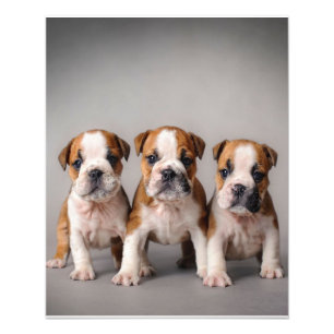 Cute Bulldog-valpar   Hundälskare Gift Fototryck