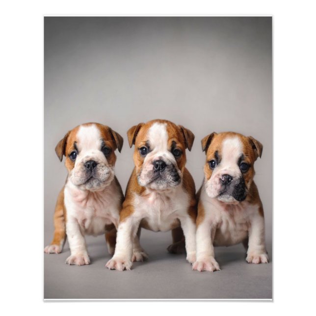 Cute Bulldog-valpar | Hundälskare Gift Fototryck (Framsidan)