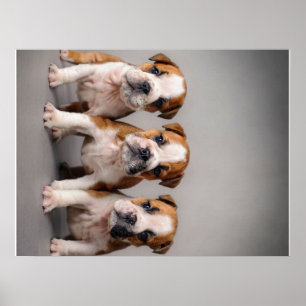 Cute Bulldog-valpar   Hundälskare Gift Poster