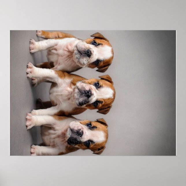 Cute Bulldog-valpar | Hundälskare Gift Poster (Framsidan)