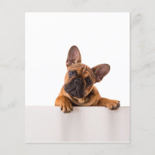 Cute Bulldog Verkligen Cute, Engelska bulldog Flygblad