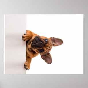 Cute Bulldog Verkligen Cute, Engelska bulldog Poster