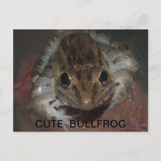 CUTE BULLFROG VYKORT