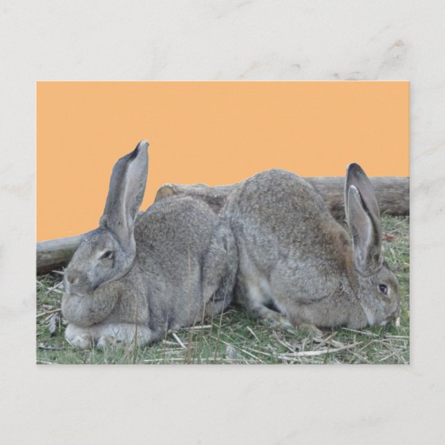 Cute Bunnies Cust. BG Färg DIY-vykort Vykort (Framsida)
