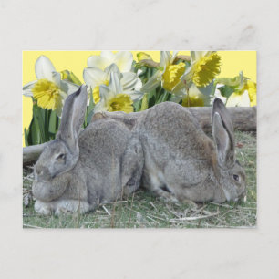Cute Bunnies Daffodils Cust. DIY-vykort Vykort