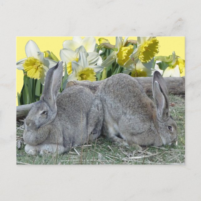 Cute Bunnies Daffodils Cust. DIY-vykort Vykort (Framsida)