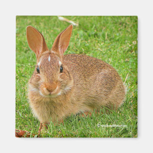 Cute Bunny Chewing Gröntar på Golf Fairway Magnet