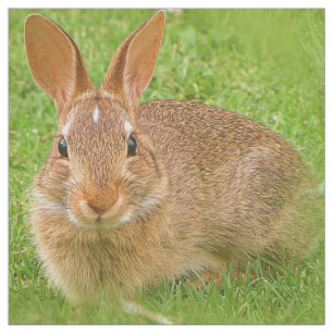 Cute Bunny Chewing Gröntar på Golf Fairway Tyg