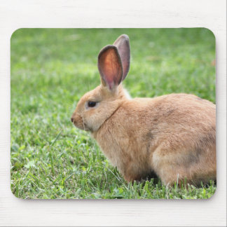 Cute Bunny Musmatta
