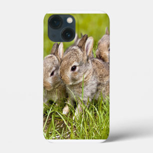 Cute Bunny Rabbit