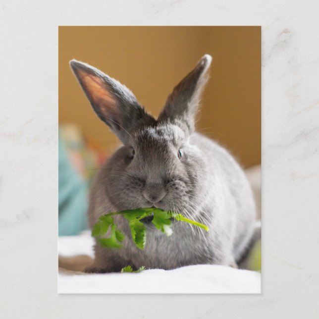 Cute Bunny Rabbit Eating Veggies Vykort (Framsida)