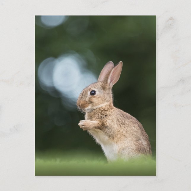 Cute Bunny Rabbit Nature Photo Vykort (Framsida)