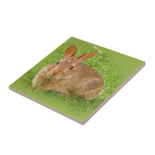 Cute Bunny Rabbit på Golf-Grönten Kakelplatta