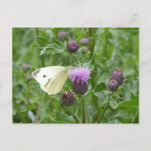 Cute Cabbage White Butterfly DIY Postcard Vykort
