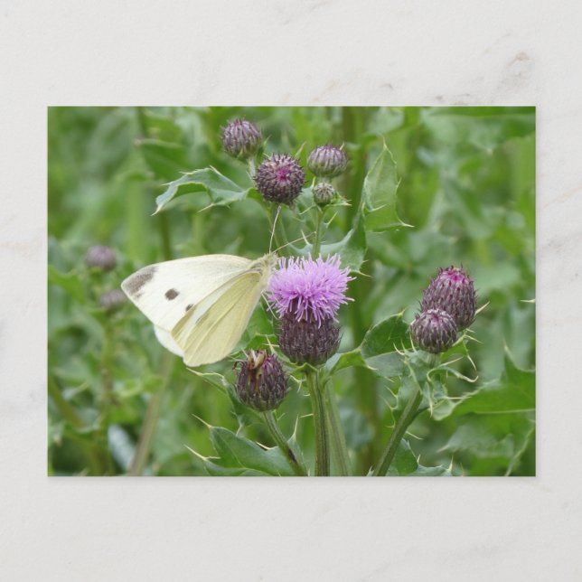Cute Cabbage White Butterfly DIY Postcard Vykort (Framsida)
