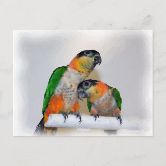 Cute Caique Parrot Pair Bird Postcard Vykort (Framsida)