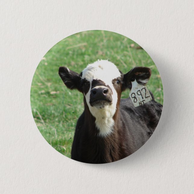 Cute Calf Knapp (Framsida)