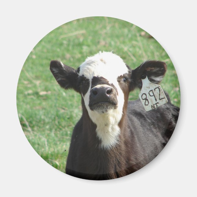Cute Calf Magnet (Framsidan)