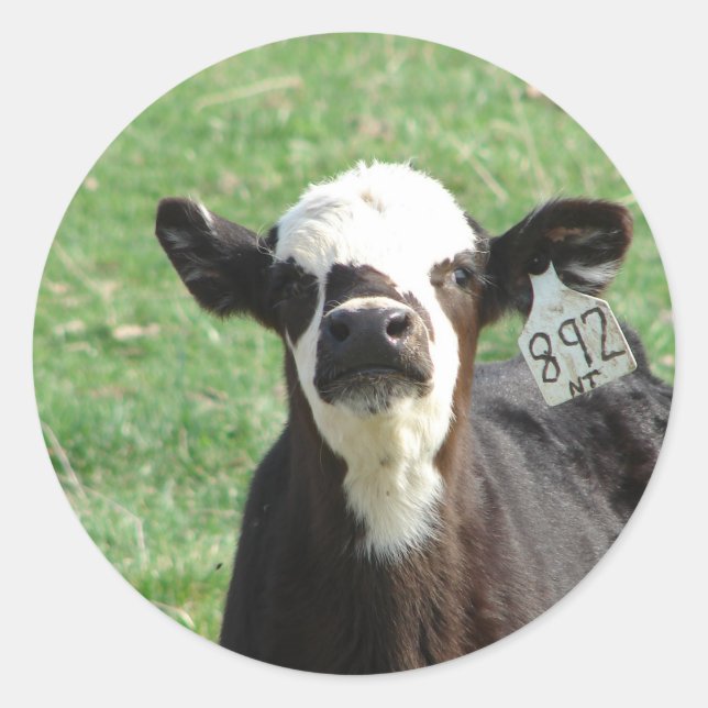 Cute Calf Runt Klistermärke (Framsida)