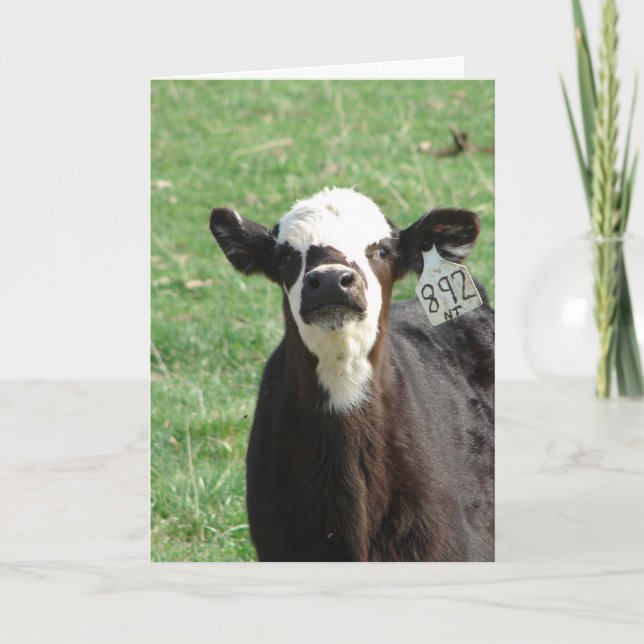 Cute Calf, vi har flyttat Kort (Framsida)