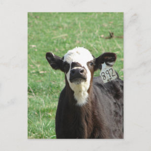 Cute Calf Vykort