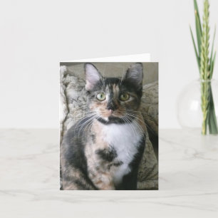 Cute Calico Cat, födelsedagskort för bröstkorg Kort