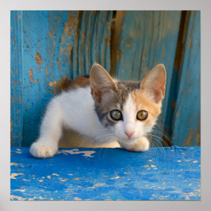 Cute Calico Cat Kitten Funny Nyfiken Öga Photo ... Poster