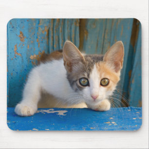 Cute Calico Cat Kitten Funny Nyfiken Ögon Photo Musmatta