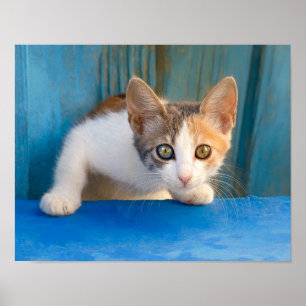 Cute Calico Cat Kitten Funny Nyfiknare Ögon Photo Poster
