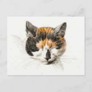Cute Calico Cat Vykort