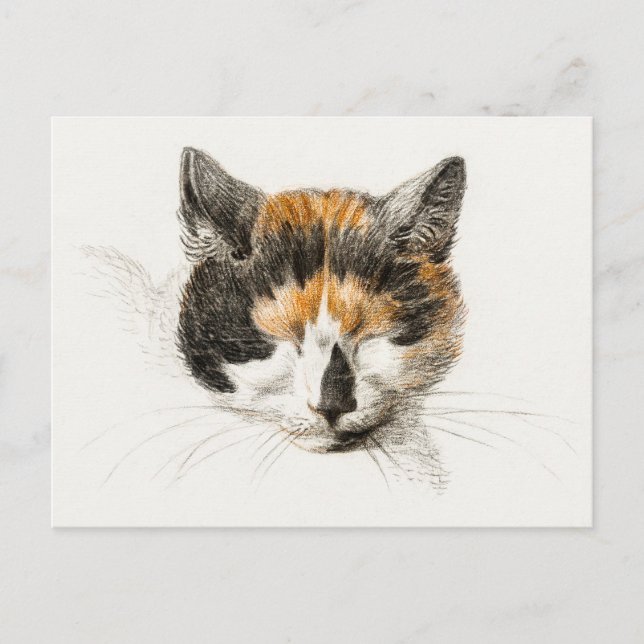 Cute Calico Cat Vykort (Framsida)