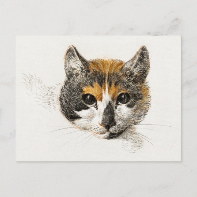 Cute Calico Cat Vykort (Framsida)