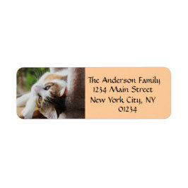 Cute Calico Kitten Cat Lover-Returetiketter Returadress Etikett