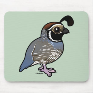 Cute California Quail Musmatta