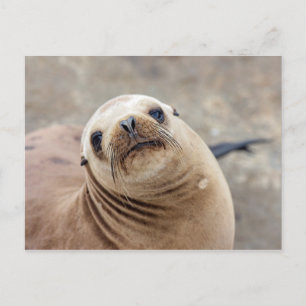 Cute California Sea Lejon Vykort