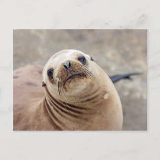 Cute California Sea Lejon Vykort