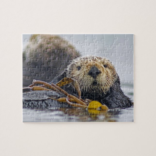 Cute California Sea Otter - vildlivsfotografi Pussel (Horisontell)