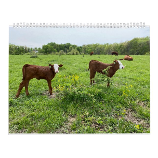 Cute Calves Kalender (Omslag)