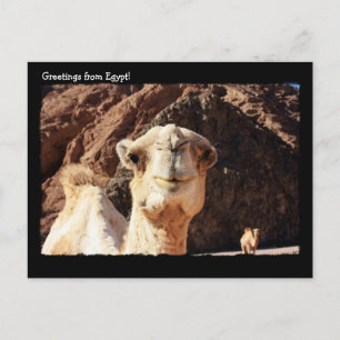 Cute Camel-vykort Vykort