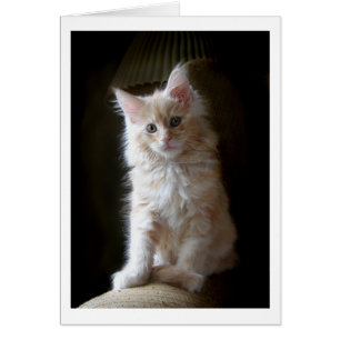 Cute cameo Maine Coon-kattkort Hälsningskort
