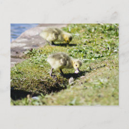 Cute Canada Gosling Vykort