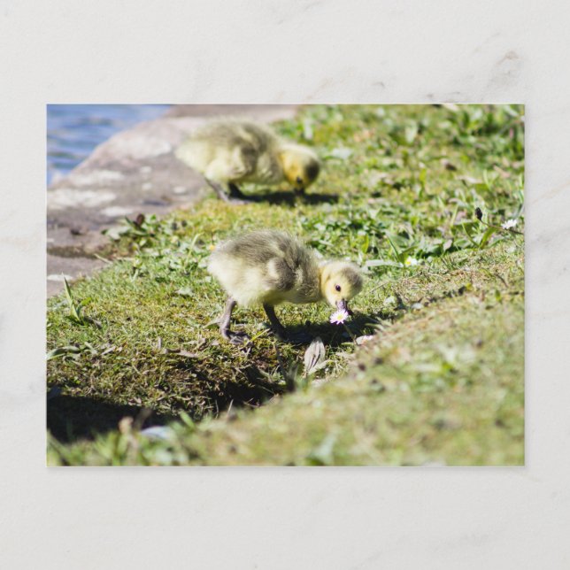 Cute Canada Gosling Vykort (Framsida)