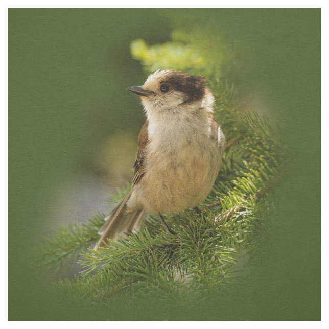 Cute Canada Grått / Grått Jay / Whiskeyjack Tyg (Provkarta)